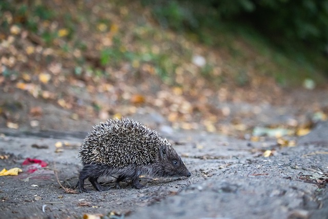 续的竞争力 续的竞争力